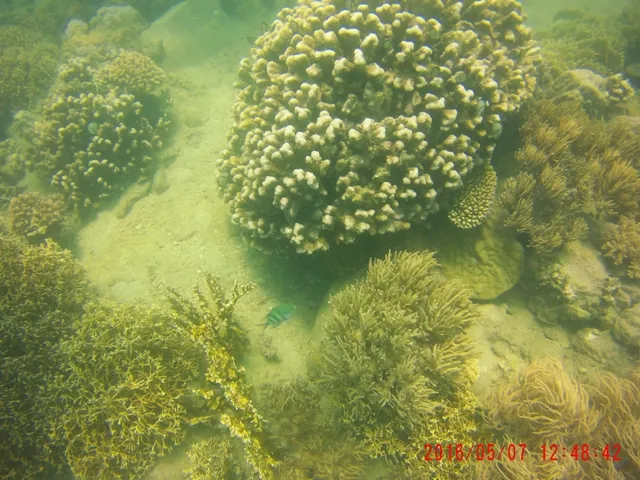 Ngỡ ngàng ngắm rạn san hô tuyệt đẹp ở đảo Hòn Mun ảnh 2 Ngỡ ngàng ngắm rạn san hô tuyệt đẹp ở đảo Hòn Mun ảnh 2