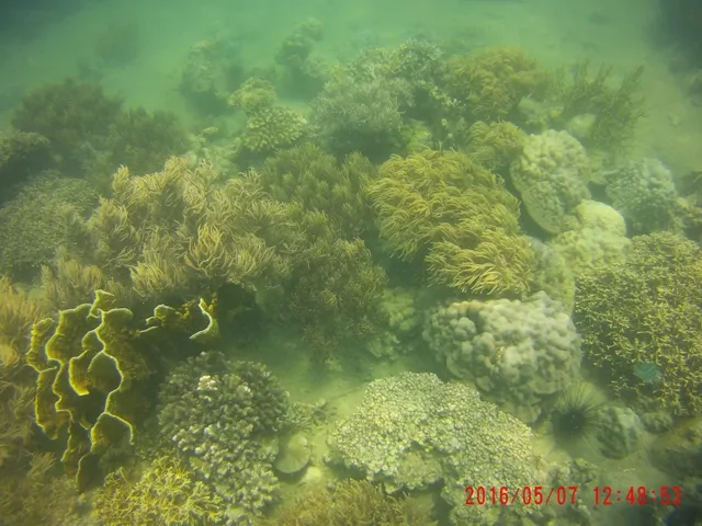 Ngỡ ngàng ngắm rạn san hô tuyệt đẹp ở đảo Hòn Mun ảnh 3 Ngỡ ngàng ngắm rạn san hô tuyệt đẹp ở đảo Hòn Mun ảnh 3