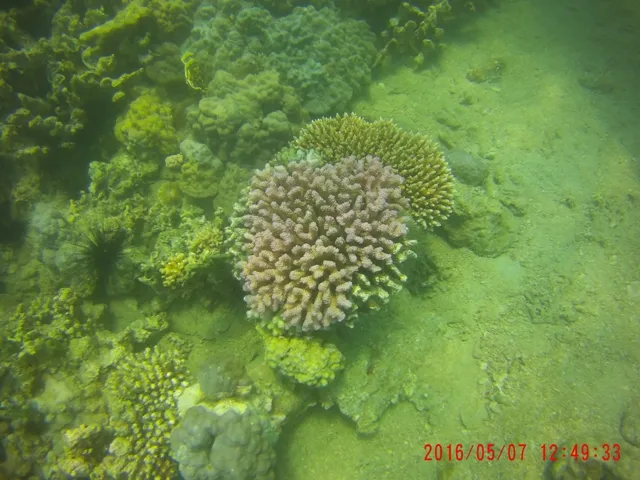 Ngỡ ngàng ngắm rạn san hô tuyệt đẹp ở đảo Hòn Mun ảnh 4 Ngỡ ngàng ngắm rạn san hô tuyệt đẹp ở đảo Hòn Mun ảnh 4