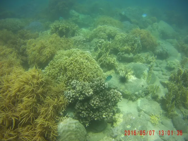 Ngỡ ngàng ngắm rạn san hô tuyệt đẹp ở đảo Hòn Mun ảnh 5 Ngỡ ngàng ngắm rạn san hô tuyệt đẹp ở đảo Hòn Mun ảnh 5