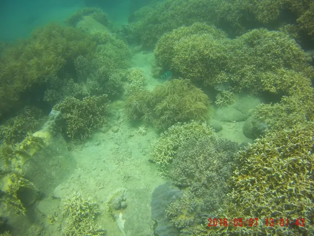 Ngỡ ngàng ngắm rạn san hô tuyệt đẹp ở đảo Hòn Mun ảnh 6 Ngỡ ngàng ngắm rạn san hô tuyệt đẹp ở đảo Hòn Mun ảnh 6