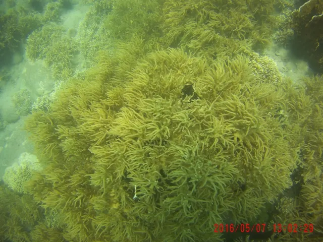 Ngỡ ngàng ngắm rạn san hô tuyệt đẹp ở đảo Hòn Mun ảnh 9 Ngỡ ngàng ngắm rạn san hô tuyệt đẹp ở đảo Hòn Mun ảnh 9