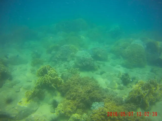 Ngỡ ngàng ngắm rạn san hô tuyệt đẹp ở đảo Hòn Mun ảnh 10 Ngỡ ngàng ngắm rạn san hô tuyệt đẹp ở đảo Hòn Mun ảnh 10