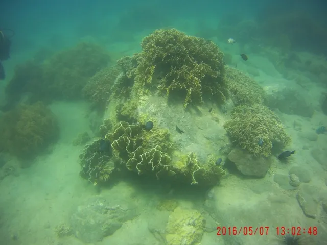 Ngỡ ngàng ngắm rạn san hô tuyệt đẹp ở đảo Hòn Mun ảnh 11 Ngỡ ngàng ngắm rạn san hô tuyệt đẹp ở đảo Hòn Mun ảnh 11