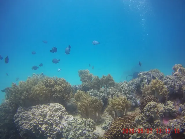 Ngỡ ngàng ngắm rạn san hô tuyệt đẹp ở đảo Hòn Mun ảnh 13 Ngỡ ngàng ngắm rạn san hô tuyệt đẹp ở đảo Hòn Mun ảnh 13