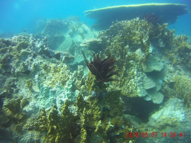 Ngỡ ngàng ngắm rạn san hô tuyệt đẹp ở đảo Hòn Mun ảnh 15 Ngỡ ngàng ngắm rạn san hô tuyệt đẹp ở đảo Hòn Mun ảnh 15