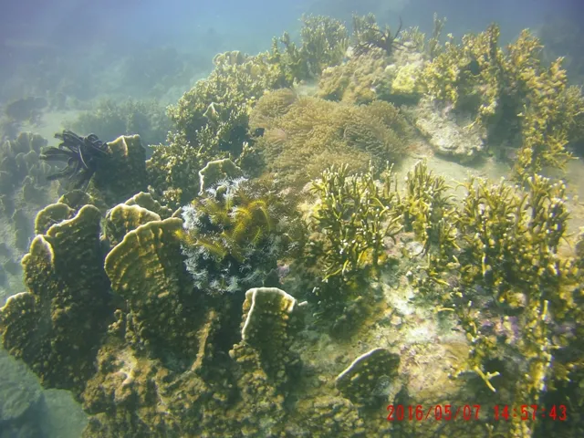 Ngỡ ngàng ngắm rạn san hô tuyệt đẹp ở đảo Hòn Mun ảnh 16 Ngỡ ngàng ngắm rạn san hô tuyệt đẹp ở đảo Hòn Mun ảnh 16