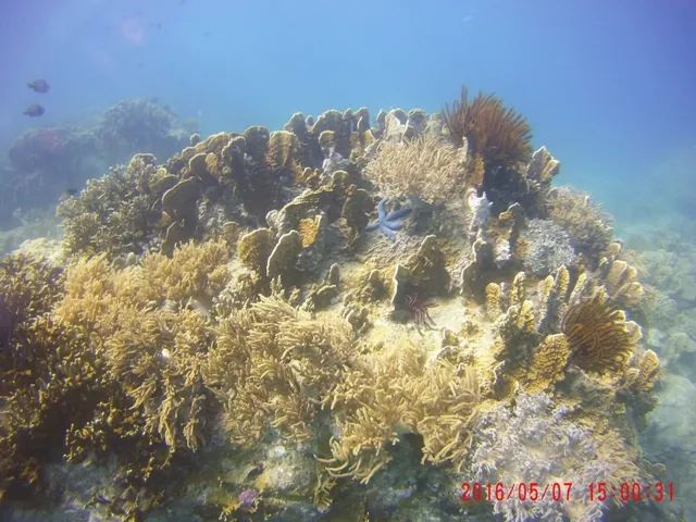 Ngỡ ngàng ngắm rạn san hô tuyệt đẹp ở đảo Hòn Mun ảnh 17 Ngỡ ngàng ngắm rạn san hô tuyệt đẹp ở đảo Hòn Mun ảnh 17