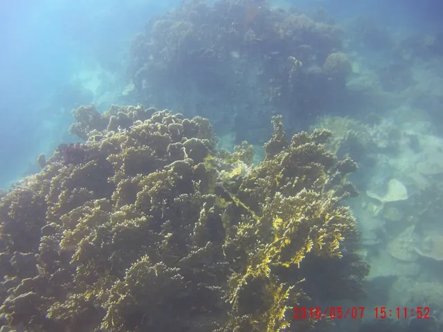 Ngỡ ngàng ngắm rạn san hô tuyệt đẹp ở đảo Hòn Mun ảnh 18 Ngỡ ngàng ngắm rạn san hô tuyệt đẹp ở đảo Hòn Mun ảnh 18