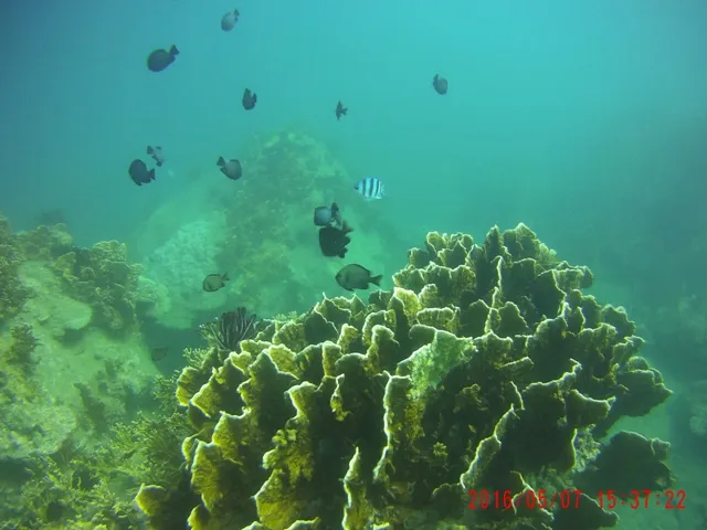 Ngỡ ngàng ngắm rạn san hô tuyệt đẹp ở đảo Hòn Mun ảnh 19 Ngỡ ngàng ngắm rạn san hô tuyệt đẹp ở đảo Hòn Mun ảnh 19