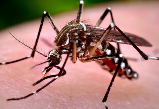 Phát hiện về muỗi vằn mang virus Zika lưu hành ở VN ảnh 1 Phát hiện về muỗi vằn mang virus Zika lưu hành ở VN ảnh 1
