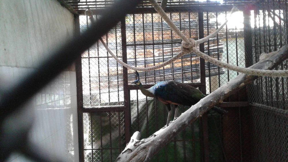 Thảo cầm viên Sài Gòn chờ người nhận lại chim công quý ảnh 1