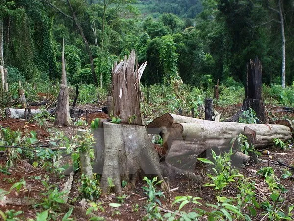 Khởi tố vụ phá rừng tại Khu Bảo tồn Nam Nung ở Đắk Nông ảnh 1 Khởi tố vụ phá rừng tại Khu Bảo tồn Nam Nung ở Đắk Nông ảnh 1