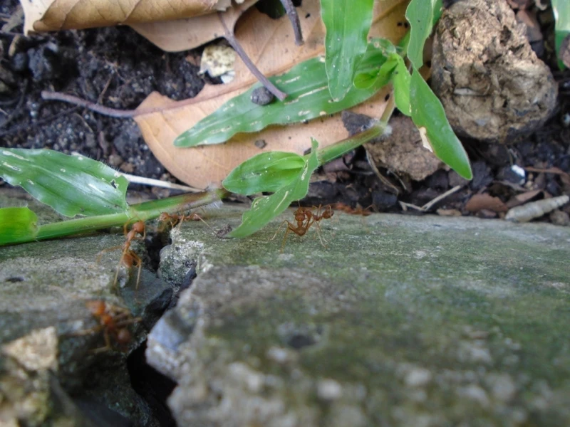 Bức ảnh đoạt giải nhất của nhiếp ảnh gia nhí Dương Văn Thông.