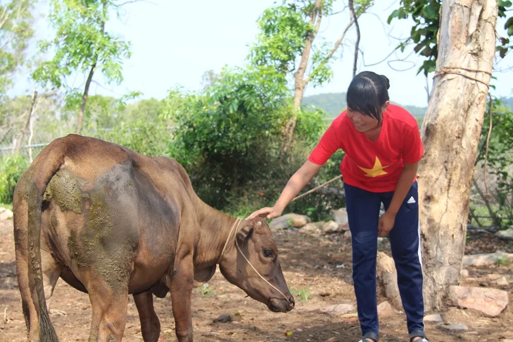 Em Sơn Thị Trâm vuốt ve làm quen con bò mà các anh chị vừa mới tặng.