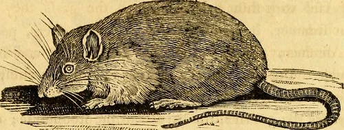 bai-hoc-tu-cuoc-tham-sat-chuot-o-ha-noi-dau-the-ky-20-2