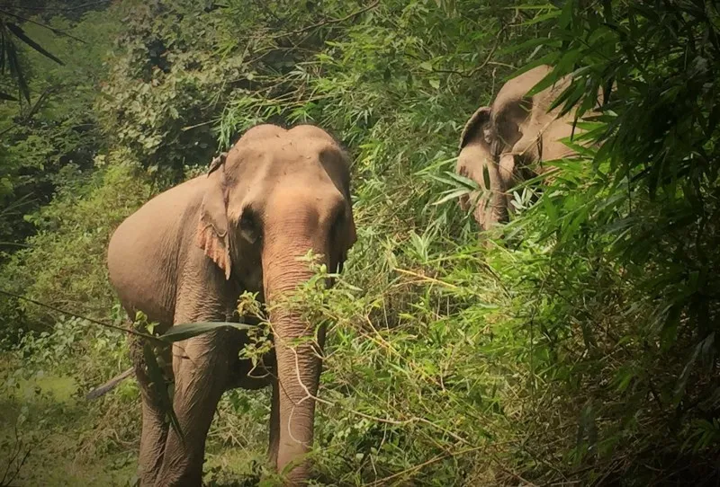 'Bà bầu' voi Ban Nang đã không thể mẹ tròn con vuông ảnh 2