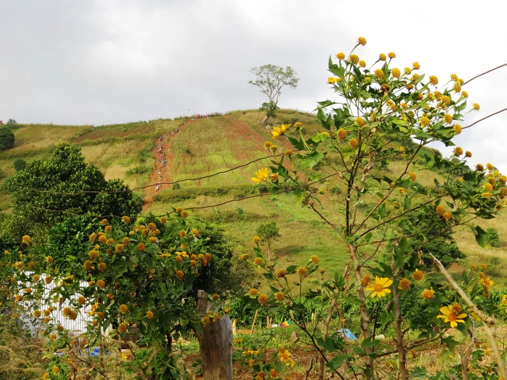 Sắc vàng hoa dã quỳ trải khắp các triền đồi 