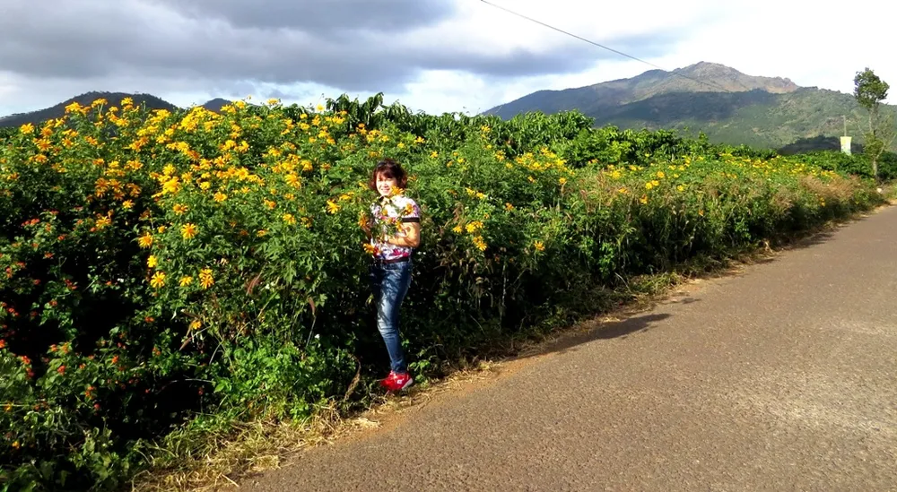 Hoa dã quỳ dọc ven đường vào lễ hội