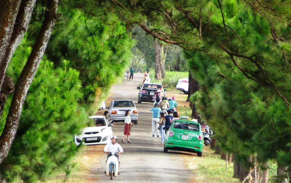 Con đường thôn với hàng thông cổ 100 tuổi đẹp ngất ngây ảnh 6