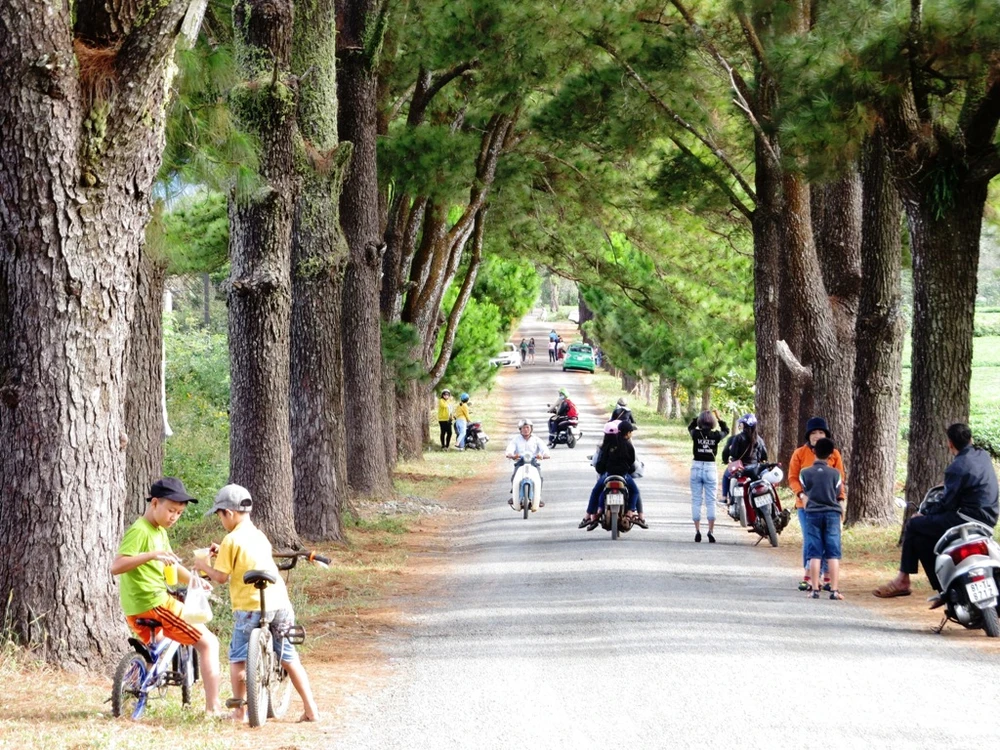 Con đường thôn với hàng thông cổ 100 tuổi đẹp ngất ngây ảnh 2