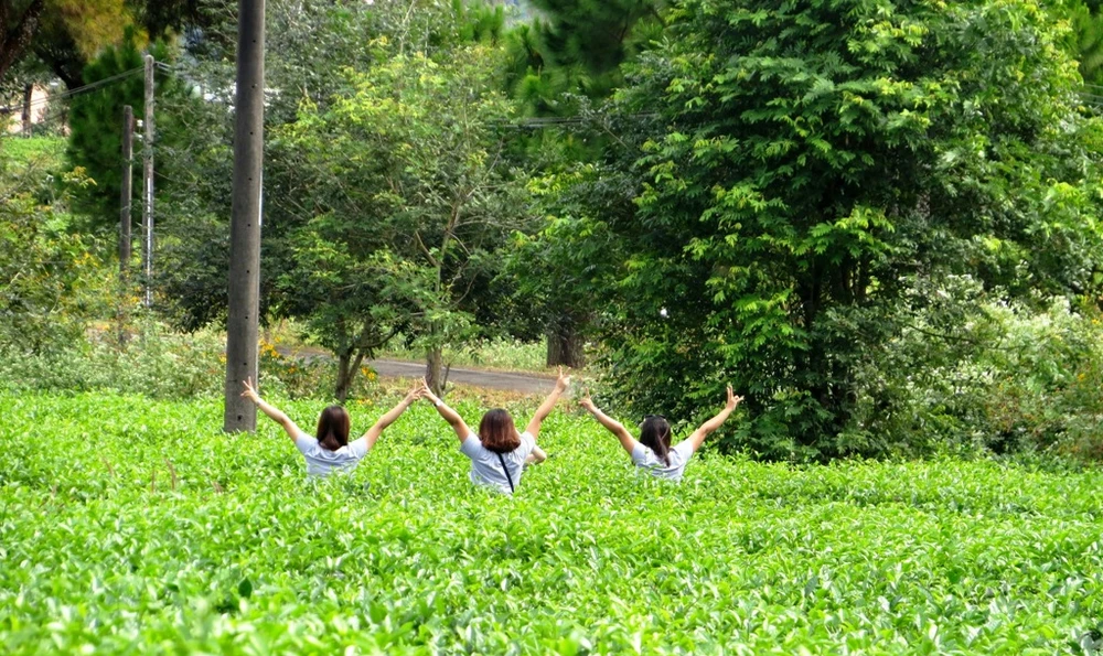 Con đường thôn với hàng thông cổ 100 tuổi đẹp ngất ngây ảnh 5