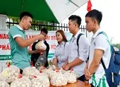 Sinh viên bán hành, tỏi giúp bà con nông dân Lý Sơn