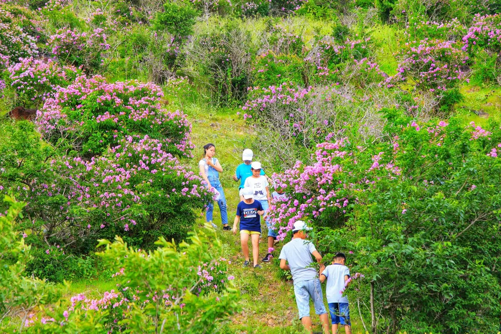 Núi Tàu khô khát quanh năm, mùa hạ về bỗng bừng lên sắc tím ảnh 6