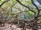Công nhận thêm 5 cây di sản tại Khánh Hòa ảnh 4 Đi cúng bà Thượng Động Cố Hỉ, ngắm Giàn Gừa khổng lồ ở Cần Thơ