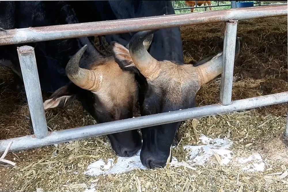 Khi đàn bò tót lai ở Ninh Thuận được đổi chủ ảnh 4