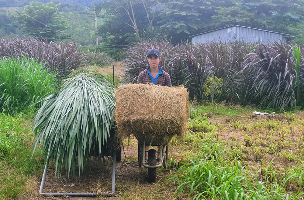 Khi đàn bò tót lai ở Ninh Thuận được đổi chủ ảnh 6