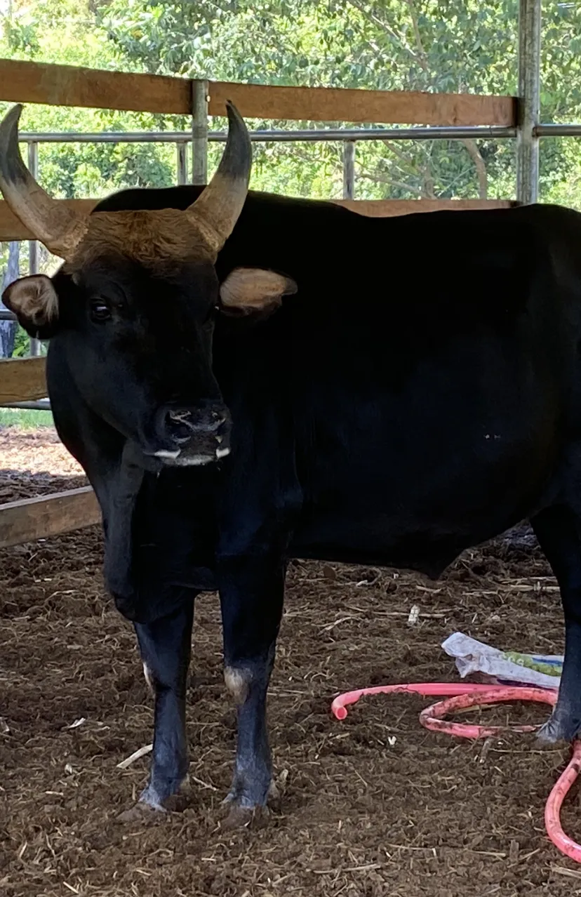 Đàn bò tót Phước Bình đang hồi sinh ảnh 2 Đàn bò tót Phước Bình đang hồi sinh ảnh 2