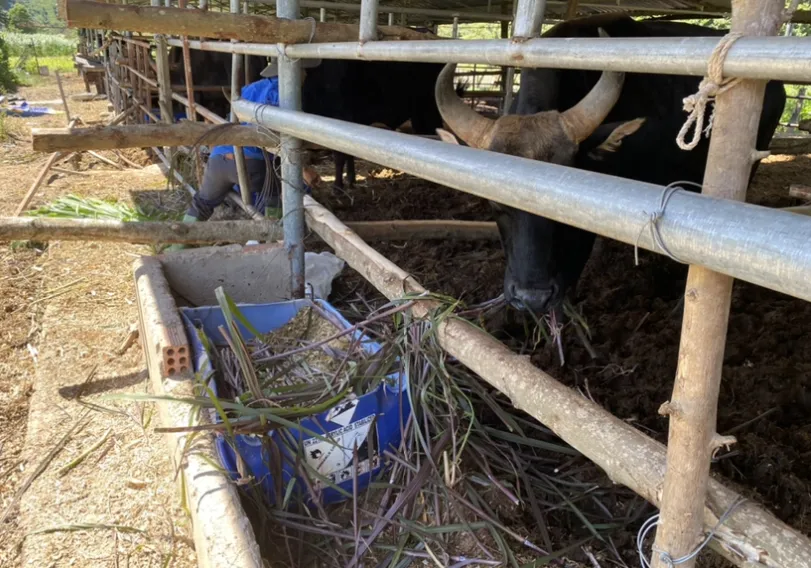 Đàn bò tót Phước Bình đang hồi sinh ảnh 1 Đàn bò tót Phước Bình đang hồi sinh ảnh 1