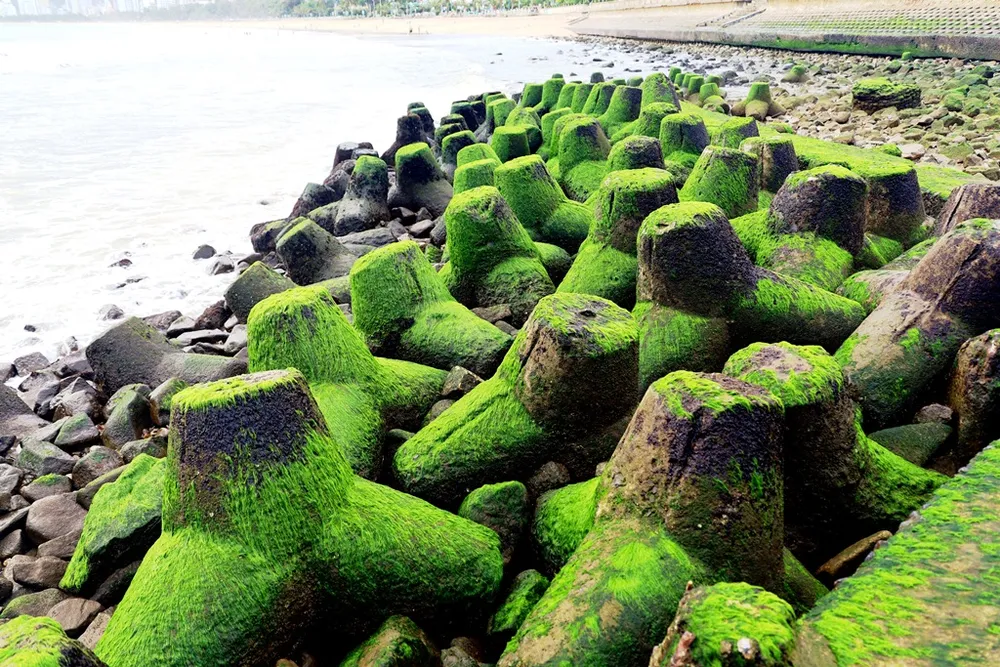 Ngắm rêu mướt xanh kỳ thú trên biển Nha Trang ảnh 3 Ngắm rêu mướt xanh kỳ thú trên biển Nha Trang ảnh 3