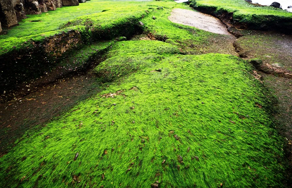 Ngắm rêu mướt xanh kỳ thú trên biển Nha Trang ảnh 5 Ngắm rêu mướt xanh kỳ thú trên biển Nha Trang ảnh 5