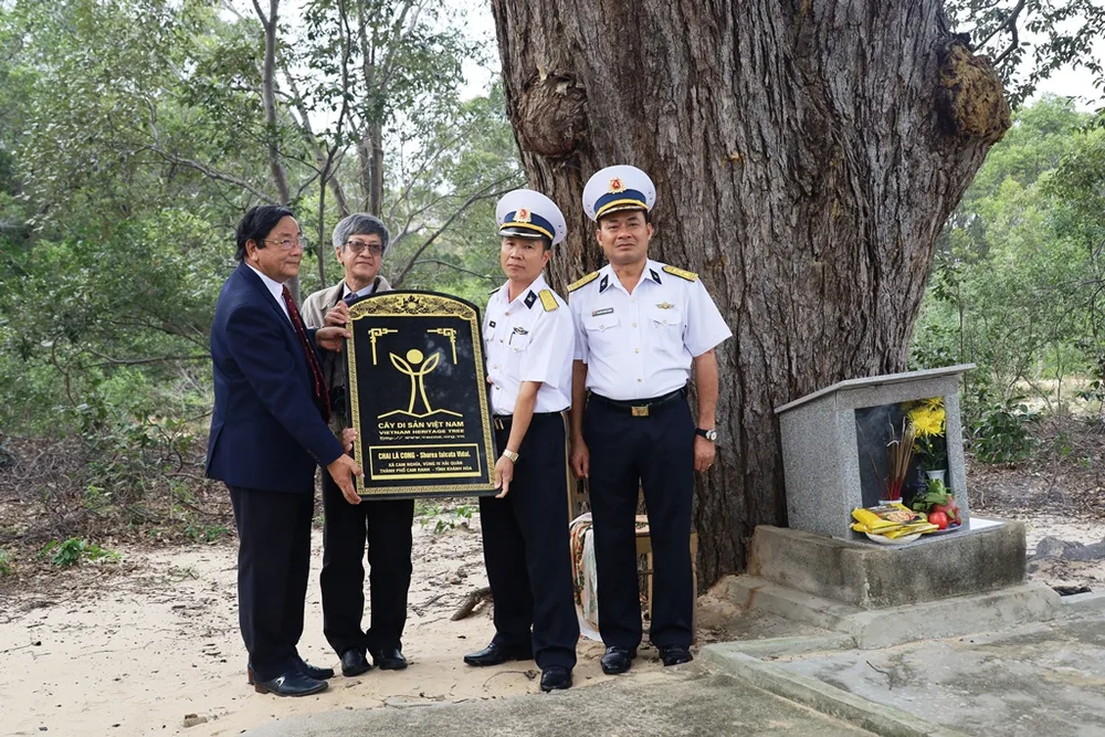 Công nhận cây chai lá cong ở Vùng 4 HQ là cây di sản Việt Nam ảnh 2 Công nhận cây chai lá cong ở Vùng 4 HQ là cây di sản Việt Nam ảnh 2