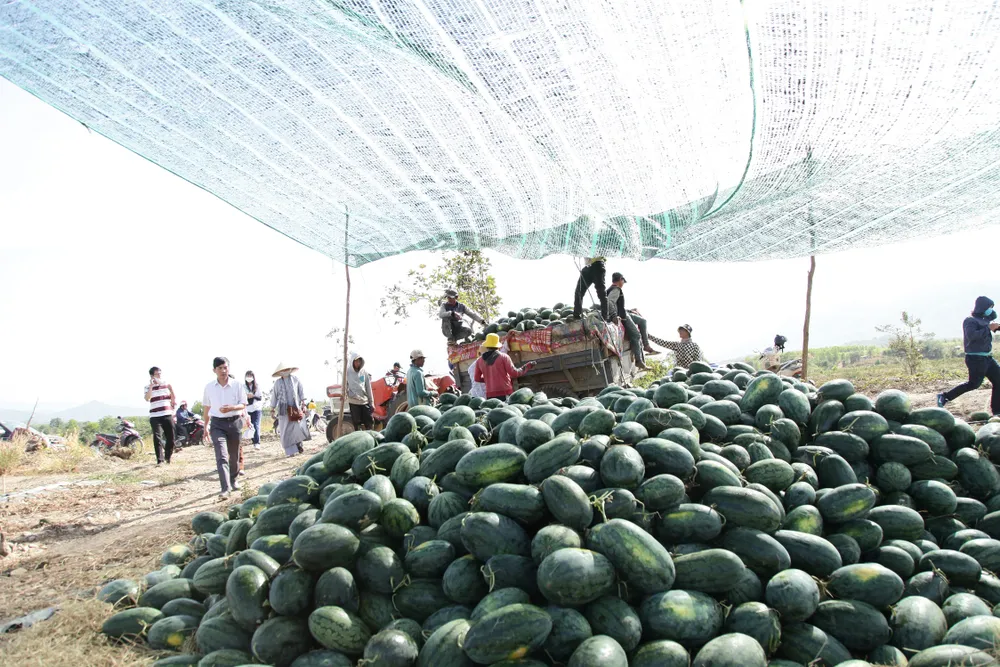 Nước mắt dưa hấu mùa Tết ảnh 1