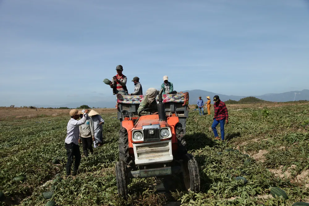 Nước mắt dưa hấu mùa Tết ảnh 5