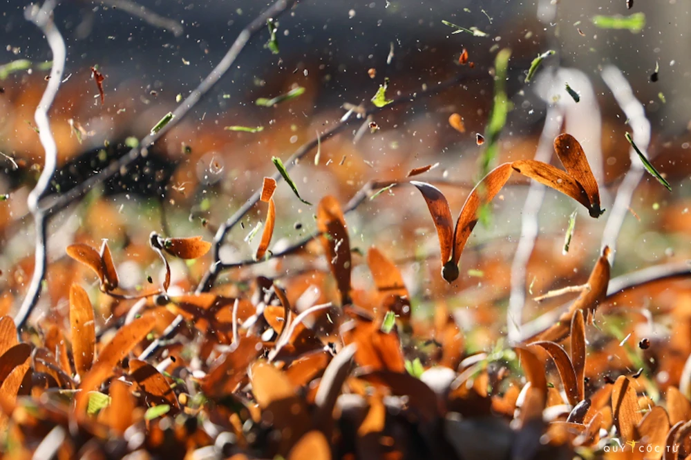 Sài Gòn nhung nhớ những mùa dầu xoay ảnh 7