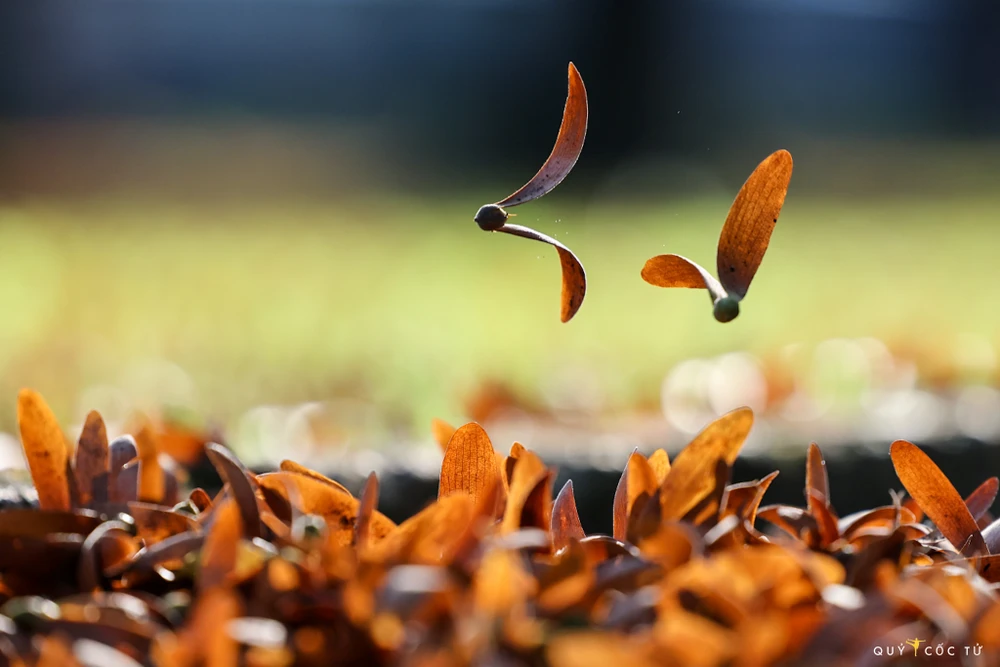 Sài Gòn nhung nhớ những mùa dầu xoay ảnh 8