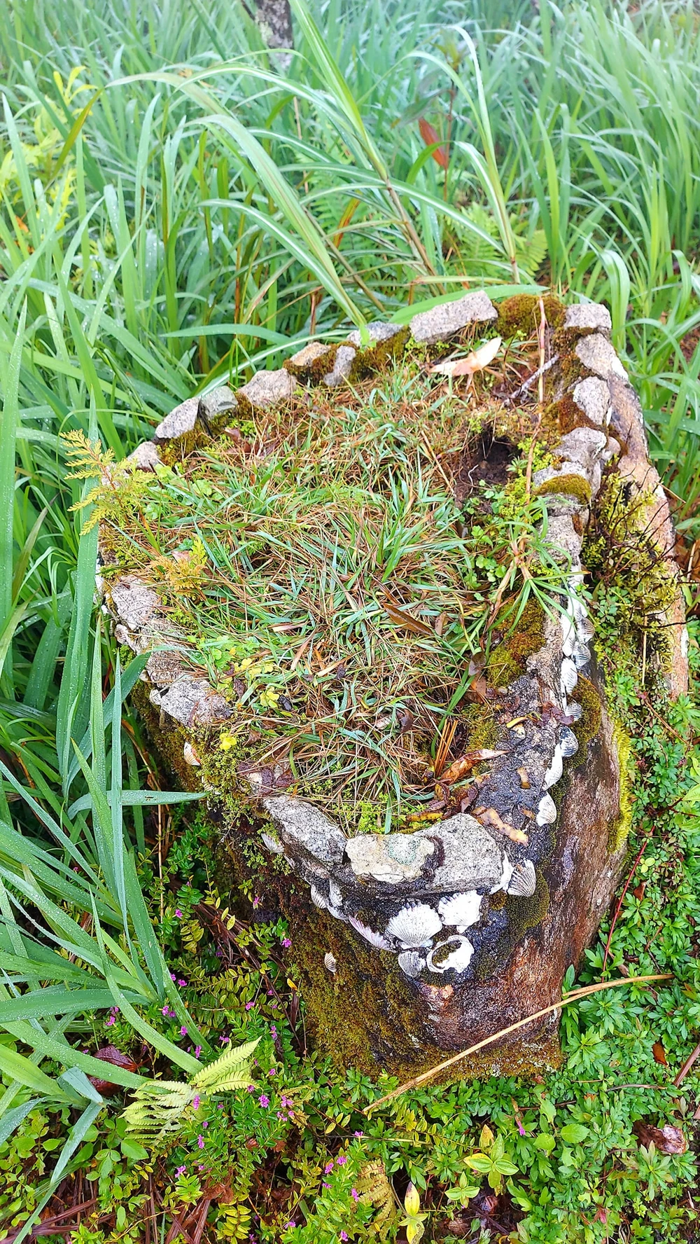 Hòn Bà và nhà bác học Yersin ảnh 3