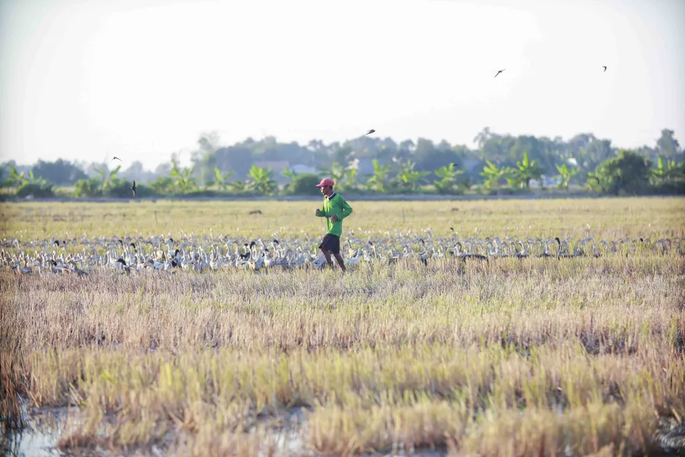 Vất vả nghề nuôi vịt chạy đồng ảnh 1