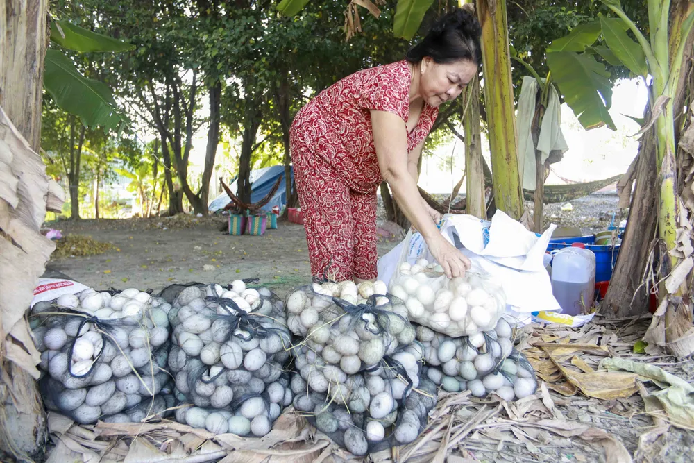 Người nuôi vịt thích nhất là khi thu hoạch mỗi ngày hàng ngàn trứng. Ảnh: HUỲNH DU