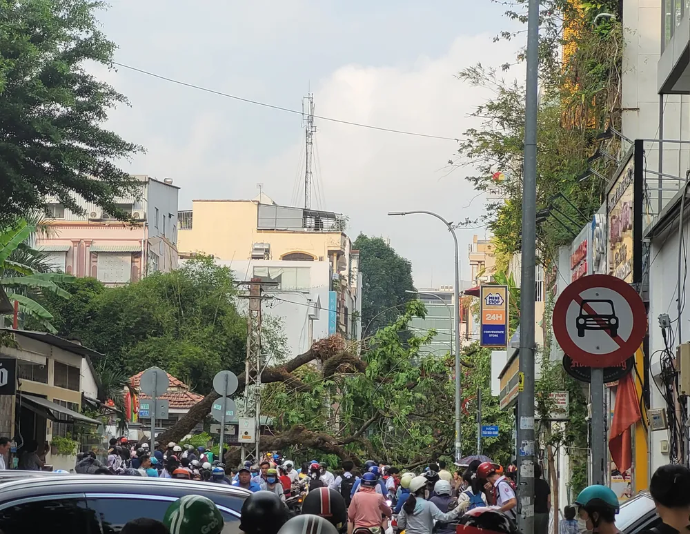 Hiện trường sự cố cây cổ thụ trong khuôn viên trường THCS Trần Văn Ơn bật gốc, đổ tường, chắn ngang đường Nguyễn Văn Thủ. Ảnh: Thanh Trang