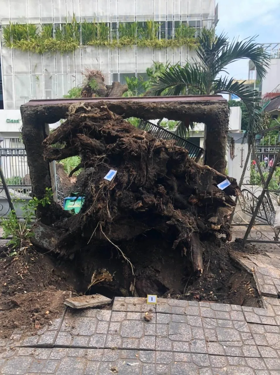 Gốc cây rất to nằm trong khuôn viên trường. Ảnh: Nguyễn Quyên