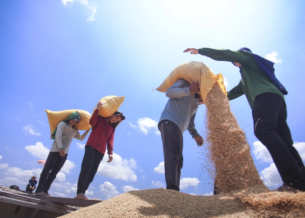 Nghề vác lúa mướn ở miền Tây ảnh 3