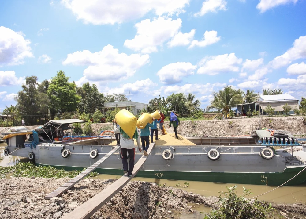 Vác lúa, nghề không dễ làm, để vác được những bao lúa nặng từ 45-50 kg đòi hỏi người vác phải có sức khỏe tốt. Công việc nặng nhọc, vất vả nhưng đổi lại họ được khoảng thu nhập khá trang trải cuộc sống gia đình.