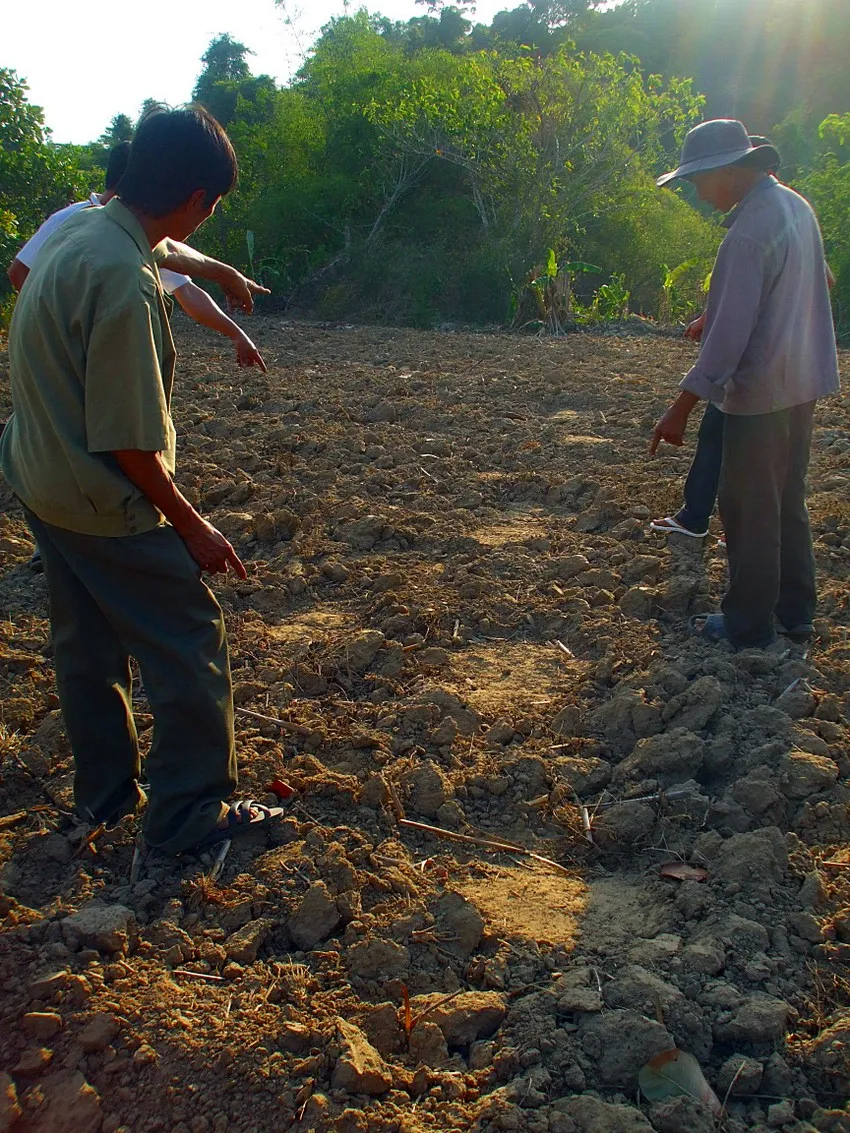 Con voi ngà lệch từng băng sông qua địa bàn huyện Đức Linh, Bình Thuận phá hoại hoa màu. Ảnh PN