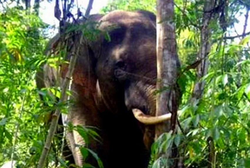 Nhiều khả năng voi ngà lệch là thủ phạm tấn công người. Ảnh TL