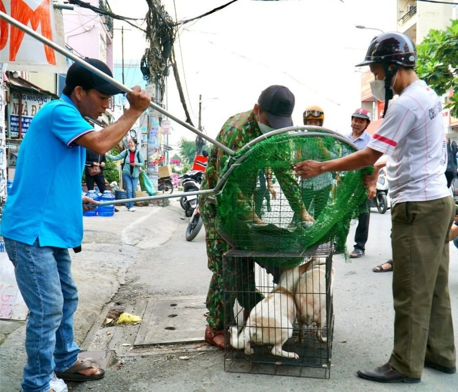 Cần tăng cường ra quân xử lý, bắt chó thả rông, không rọ mõm để đảm bảo an toàn cho người dân. Ảnh: HUỲNH THƠ cho thả rông.png
